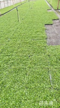 高度5厘米姬岩垂草