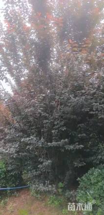 12公分紫叶李