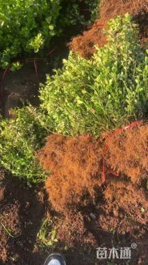 80厘米小叶扶芳藤