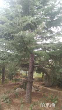 高度700厘米雪松