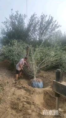 15公分西府海棠