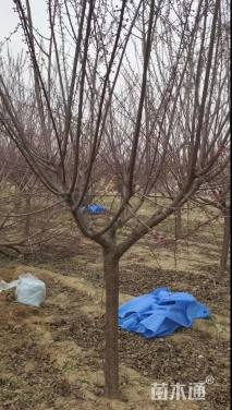 10公分日本晚樱