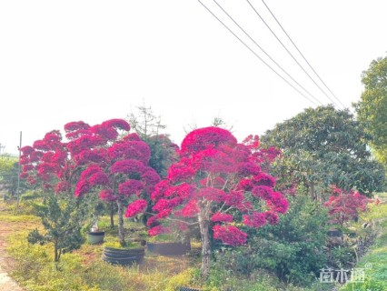 高度400厘米红花继木