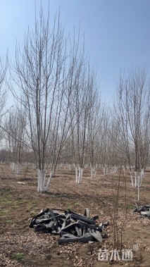 高度900厘米丛生白蜡