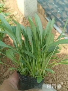 高度35厘米金鸡菊