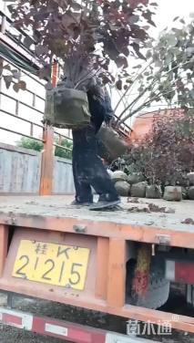 高度80厘米肖黄栌