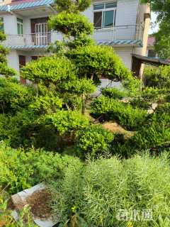 20公分造型黄杨