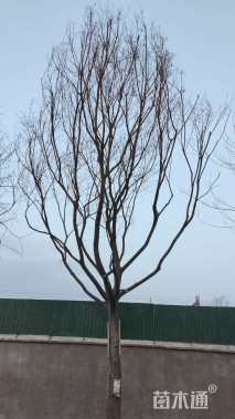 26公分朴树