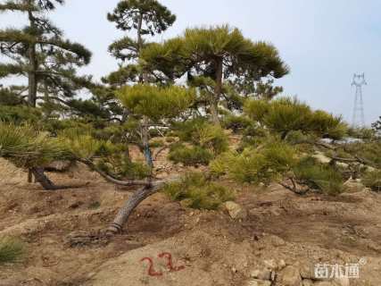 高度300厘米黑松