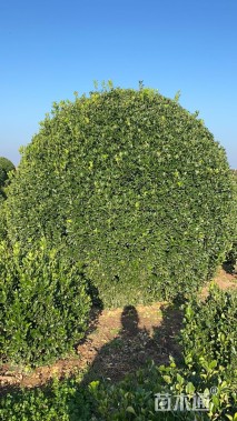 冠幅300厘米大叶黄杨球