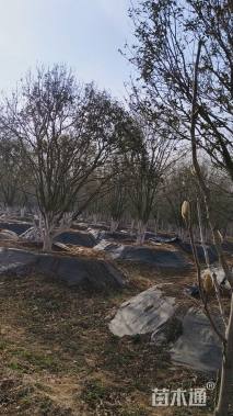 12公分中国红枫