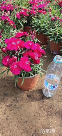 高度14厘米石竹