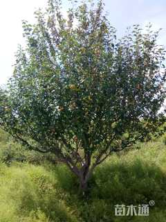 15公分八棱海棠