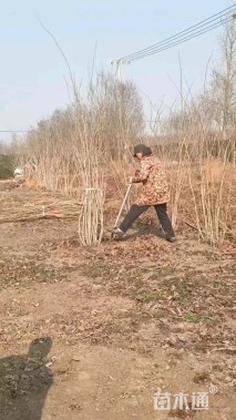 高度150厘米丛生紫荆