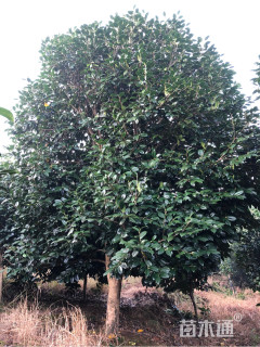 高度500厘米耐冬茶花