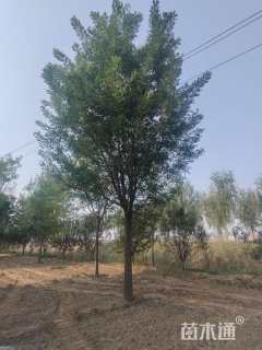 20公分国槐