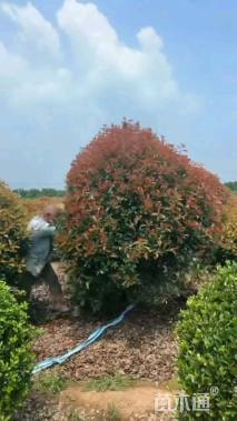 冠幅250厘米红叶石楠球