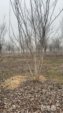 高度500厘米(6杆)丛生巨紫荆