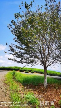 18公分染井吉野樱