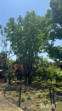 15公分(5杆)丛生乌桕