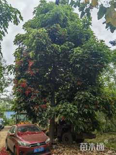 28公分澳洲火焰木