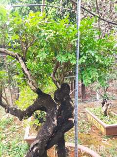 高度50厘米黄杨