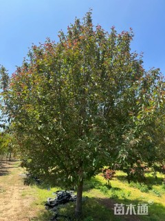 15公分绚丽海棠