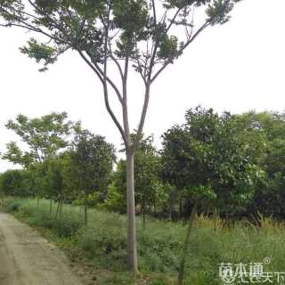 18公分黄山栾树