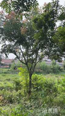 15公分栾树