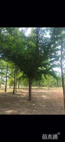 18公分嫁接银杏