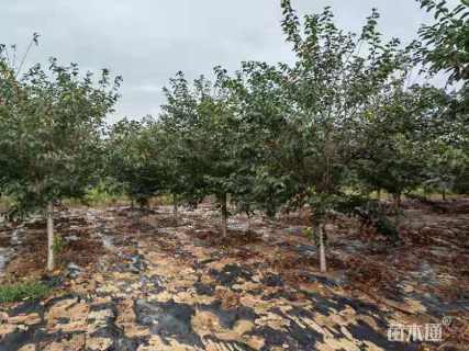 10公分染井吉野樱