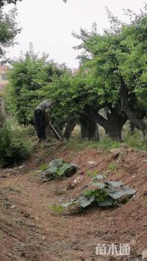 高度300厘米山梅花