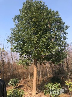 15公分香樟