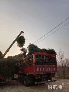 冠幅180厘米红叶石楠球