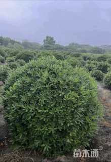 冠幅100厘米海桐球