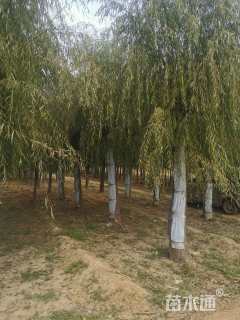 23公分旱柳