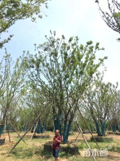 100公分丛生朴树