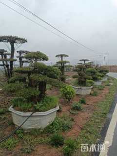 50公分造型对节白蜡