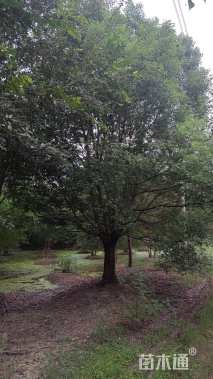 40公分香樟