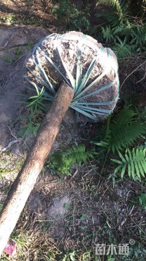 5公分南方红豆杉