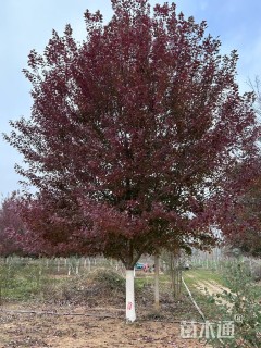 25公分美国红枫-红点