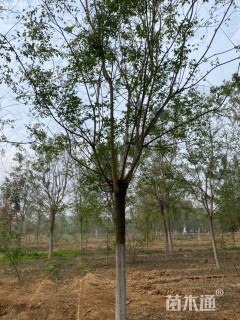 15公分国槐