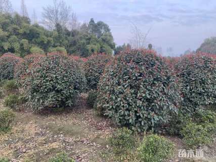 冠幅140厘米红叶石楠球