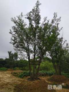 80公分(5杆)丛生乌桕