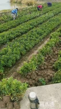 高度30厘米毛鹃小苗