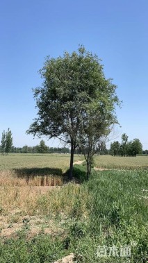 20公分榆树