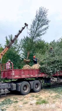 20公分美国红枫