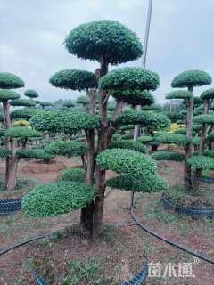 高度300厘米小叶女贞