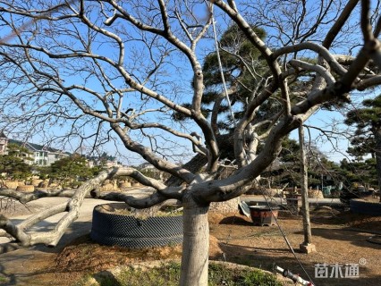 高度290厘米羽毛枫