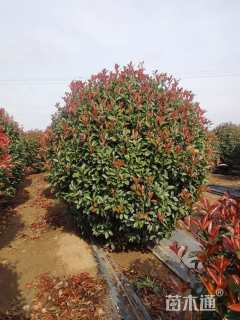 冠幅180厘米红叶石楠球